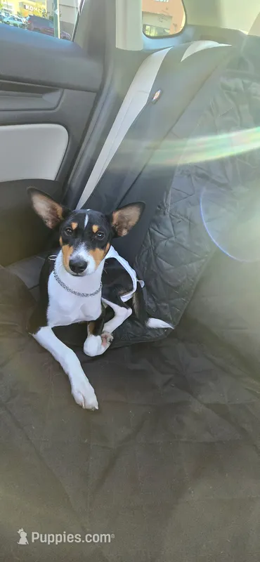Diane  – Basenji puppy for sale in Seattle, WA