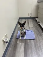 Diane , a female Basenji for sale in Seattle, WA – 4 of 4