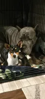 Diane , a female Basenji for sale in Seattle, WA – 2 of 4