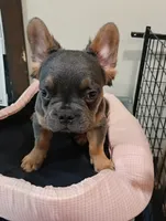 Champ, a male French Bulldog for sale in Stamford, CT – 3 of 8