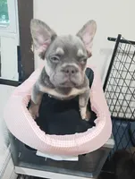 Fancy , a female French Bulldog for sale in Stamford, CT – 4 of 4