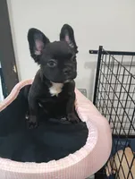 Hershey , a female French Bulldog for sale in Stamford, CT – 3 of 4