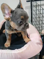 Champ, a male French Bulldog for sale in Stamford, CT – 2 of 8