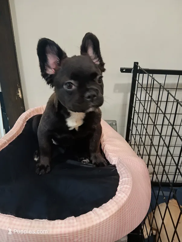 Hershey  – French Bulldog puppy for sale in Stamford, CT