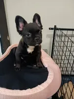 Hershey , a female French Bulldog for sale in Stamford, CT – 1 of 4