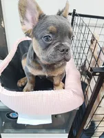 Champ, a male French Bulldog for sale in Stamford, CT – 8 of 8