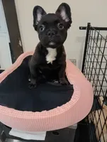 Hershey , a female French Bulldog for sale in Stamford, CT – 2 of 4