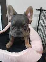 Champ, a male French Bulldog for sale in Stamford, CT – 5 of 8