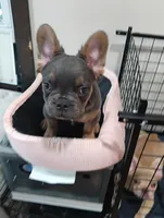 Champ, a male French Bulldog for sale in Stamford, CT – 4 of 8