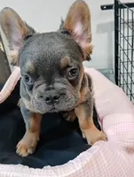 Champ, a male French Bulldog for sale in Stamford, CT – 1 of 8