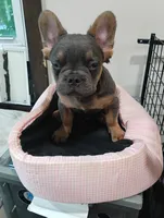 Champ, a male French Bulldog for sale in Stamford, CT – 7 of 8
