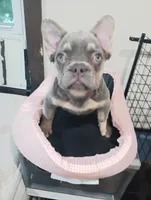 Fancy , a female French Bulldog for sale in Stamford, CT – 2 of 4