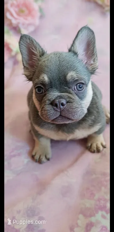 Fancy  – French Bulldog puppy for sale in Stamford, CT
