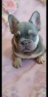 Fancy , a female French Bulldog for sale in Stamford, CT – 1 of 4