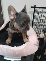 Champ, a male French Bulldog for sale in Stamford, CT – 6 of 8