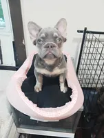 Fancy , a female French Bulldog for sale in Stamford, CT – 3 of 4