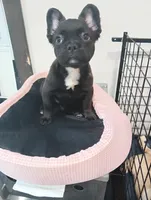 Hershey , a female French Bulldog for sale in Stamford, CT – 4 of 4