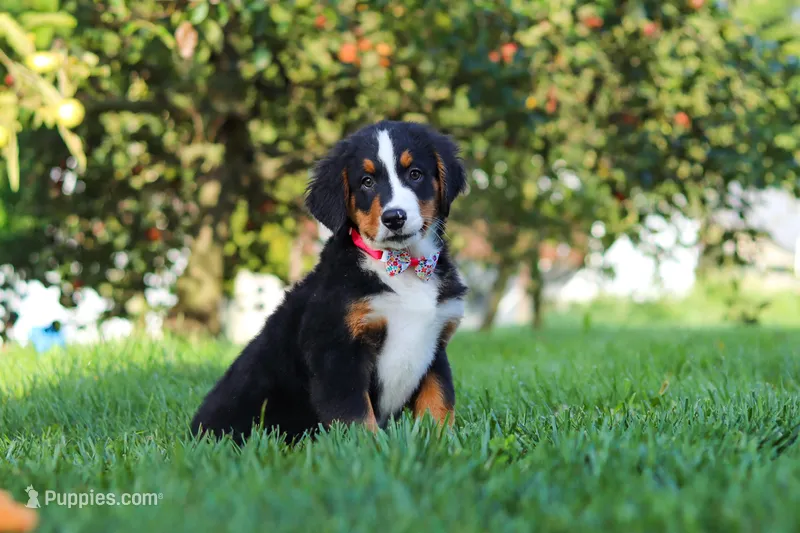 Casey – Bernese Mountain Dog puppy for sale in Sugarcreek, OH