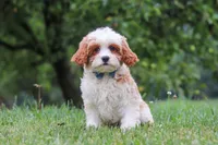 Asher, a male Cavapoo for sale in Sugarcreek, OH – 9 of 10