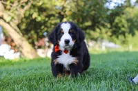 Toby, a male Bernese Mountain Dog for sale in Sugarcreek, OH – 9 of 10