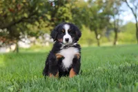 Kory, a male Bernese Mountain Dog for sale in Sugarcreek, OH – 9 of 10