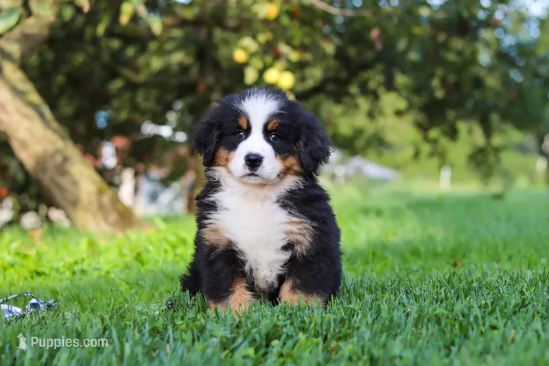 Izzy – Bernese Mountain Dog puppy for sale in Sugarcreek, OH