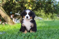Izzy, a female Bernese Mountain Dog for sale in Sugarcreek, OH – 1 of 10