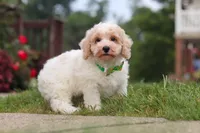 Benji, a male Bichpoo for sale in Sugarcreek, OH – 8 of 10