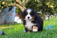 Izzy, a female Bernese Mountain Dog for sale in Sugarcreek, OH – 3 of 10