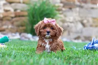 Sophie, a female Cavapoo for sale in Sugarcreek, OH – 2 of 6
