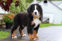 Kory, a male Bernese Mountain Dog for sale in Sugarcreek, OH – 6 of 9