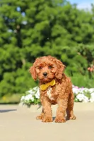 Austin, a male Cavapoo for sale in Sugarcreek, OH – 6 of 7