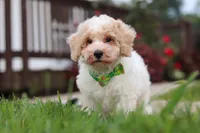 Benji, a male Bichpoo for sale in Sugarcreek, OH – 10 of 10
