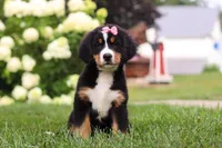 Marcy, a female Bernese Mountain Dog for sale in Sugarcreek, OH – 5 of 10