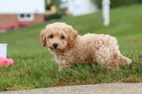 Mia, a female Bichpoo for sale in Sugarcreek, OH – 9 of 10
