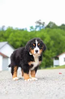Wyatt, a male Bernese Mountain Dog for sale in Sugarcreek, OH – 6 of 7