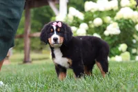 Marcy, a female Bernese Mountain Dog for sale in Sugarcreek, OH – 4 of 10