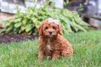 Addy, a female Cavapoo for sale in Sugarcreek, OH – 5 of 10