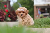 Mia, a female Bichpoo for sale in Sugarcreek, OH – 5 of 10