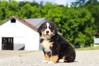Cody, a male Bernese Mountain Dog for sale in Sugarcreek, OH – 8 of 9