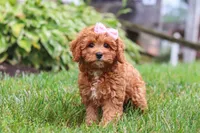 Addy, a female Cavapoo for sale in Sugarcreek, OH – 7 of 10