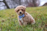 Brady, a male Bichon Frise and Poodle - Miniature  for sale in Sugarcreek, OH – Photo 4 of 6