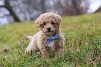 Brady, a male Bichon Frise and Poodle - Miniature  for sale in Sugarcreek, OH – Photo 3 of 6