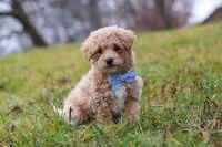 Brady, a male Bichon Frise and Poodle - Miniature  for sale in Sugarcreek, OH – Photo 2 of 6