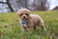 Brady, a male Bichon Frise and Poodle - Miniature  for sale in Sugarcreek, OH – Photo 6 of 6