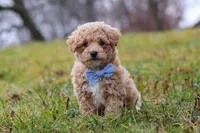 Brady, a male Bichon Frise and Poodle - Miniature  for sale in Sugarcreek, OH – Photo 1 of 6
