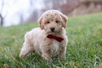 Ollie, a male Bichon Frise and Poodle - Miniature  for sale in Sugarcreek, OH – Photo 5 of 5