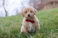 Ollie, a male Bichon Frise and Poodle - Miniature  for sale in Sugarcreek, OH – Photo 1 of 5