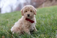 Ollie, a male Bichon Frise and Poodle - Miniature  for sale in Sugarcreek, OH – Photo 3 of 5