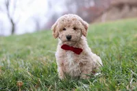 Ollie, a male Bichon Frise and Poodle - Miniature  for sale in Sugarcreek, OH – Photo 4 of 5